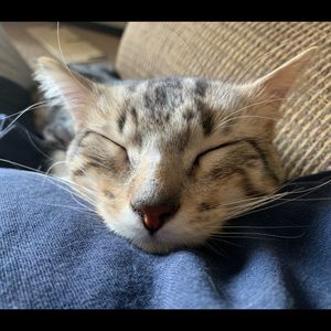 Meet your Posher, Hailey